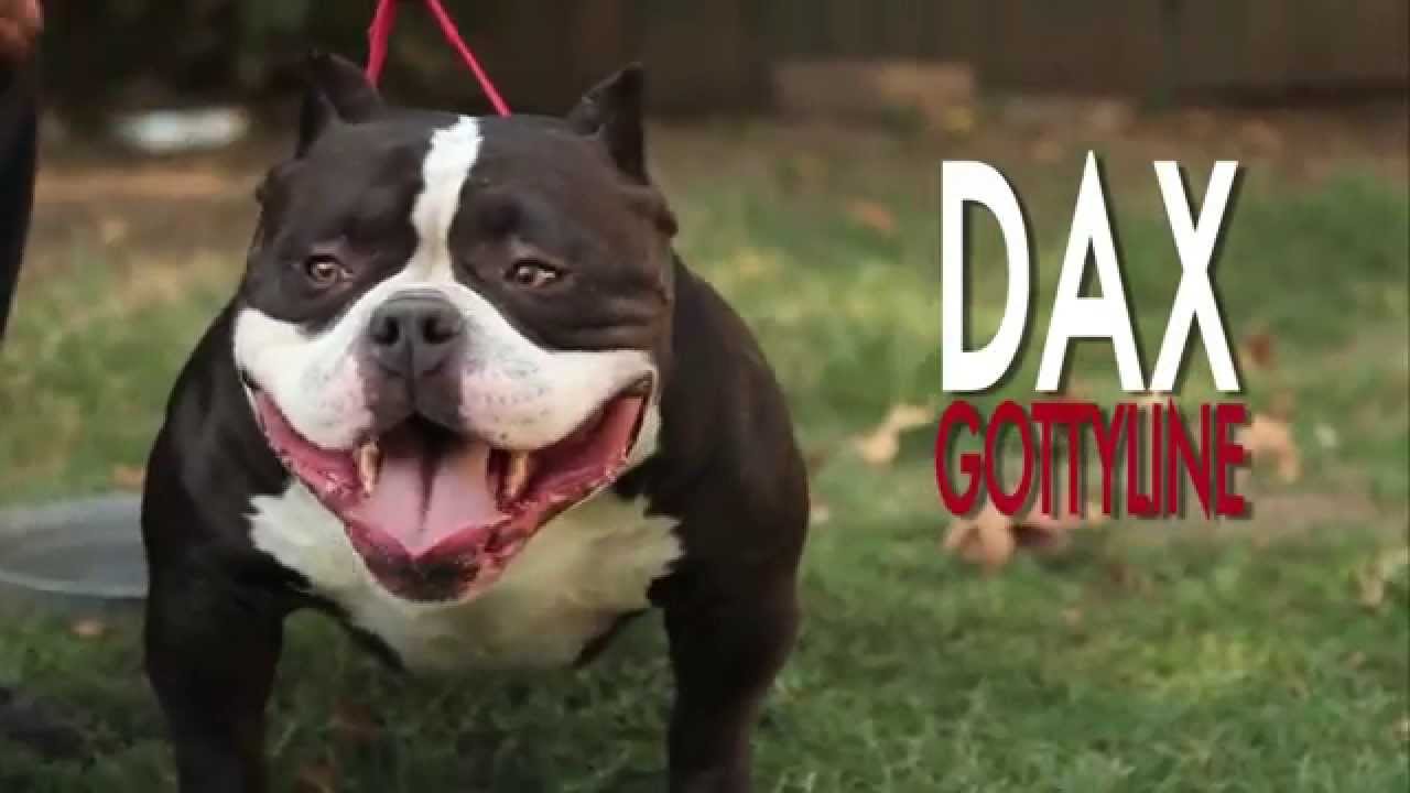 AMERICAN BULLY - GOTTYLINE DAX AUGUST 2012 - YouTube