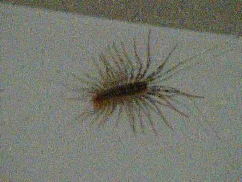 Why Are There House Centipedes In My Room Why Are There House Centipedes In My Room
