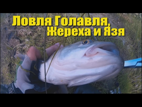 ловля голавля на спиннинг снасти ловля голавля на спиннинг снасти