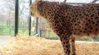 Cheetah's reaction to annoying visitors