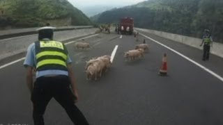 Police chase stampeding piglets on Chinese motorway