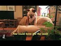 Adele - Rolling in the Deep - Pawdele - Digging in the Deep - Petody Karaoke