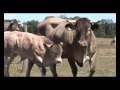 JOEL SILLAC ELEVEUR DE RACE BOVINE BAZADAISE LES LANDES