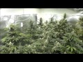 The Weed Nerd Episode 137