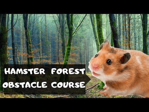 obstacle course for my brave little hamster in the forest