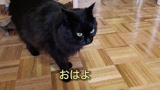 しおちゃんの「なっ...とぅ！」The the cat says "Natto!"