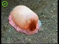 Wierd Exploding Sea Creature