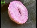 Wierd Exploding Sea Creature