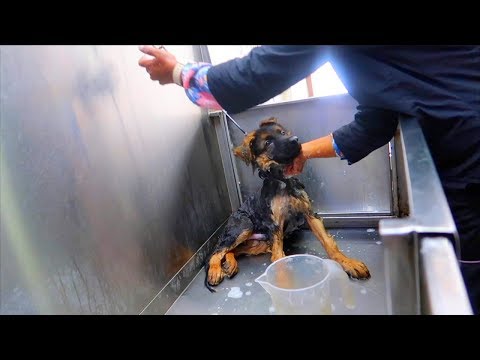 My Pet(German shepherd) Bathing & Grooming Experience - Uncut Reaction