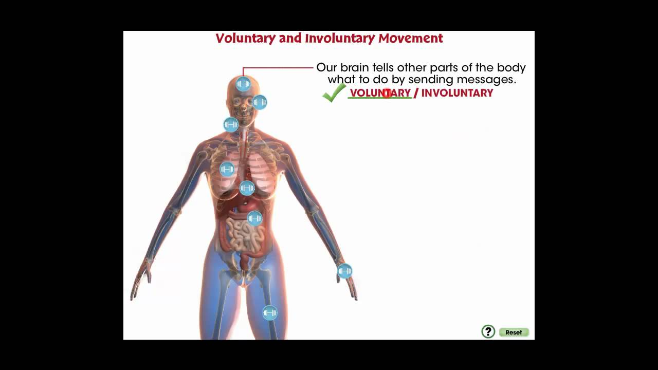 CC7549 Cells, Skeletal & Muscular Systems Voluntary and Involuntary