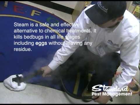 Bed bug steam treatment bed bug extermination queens ny newyork bedbug ...