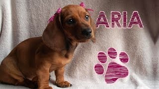 TAG DE LA MASCOTA CON ARIA | LOS POLINESIOS