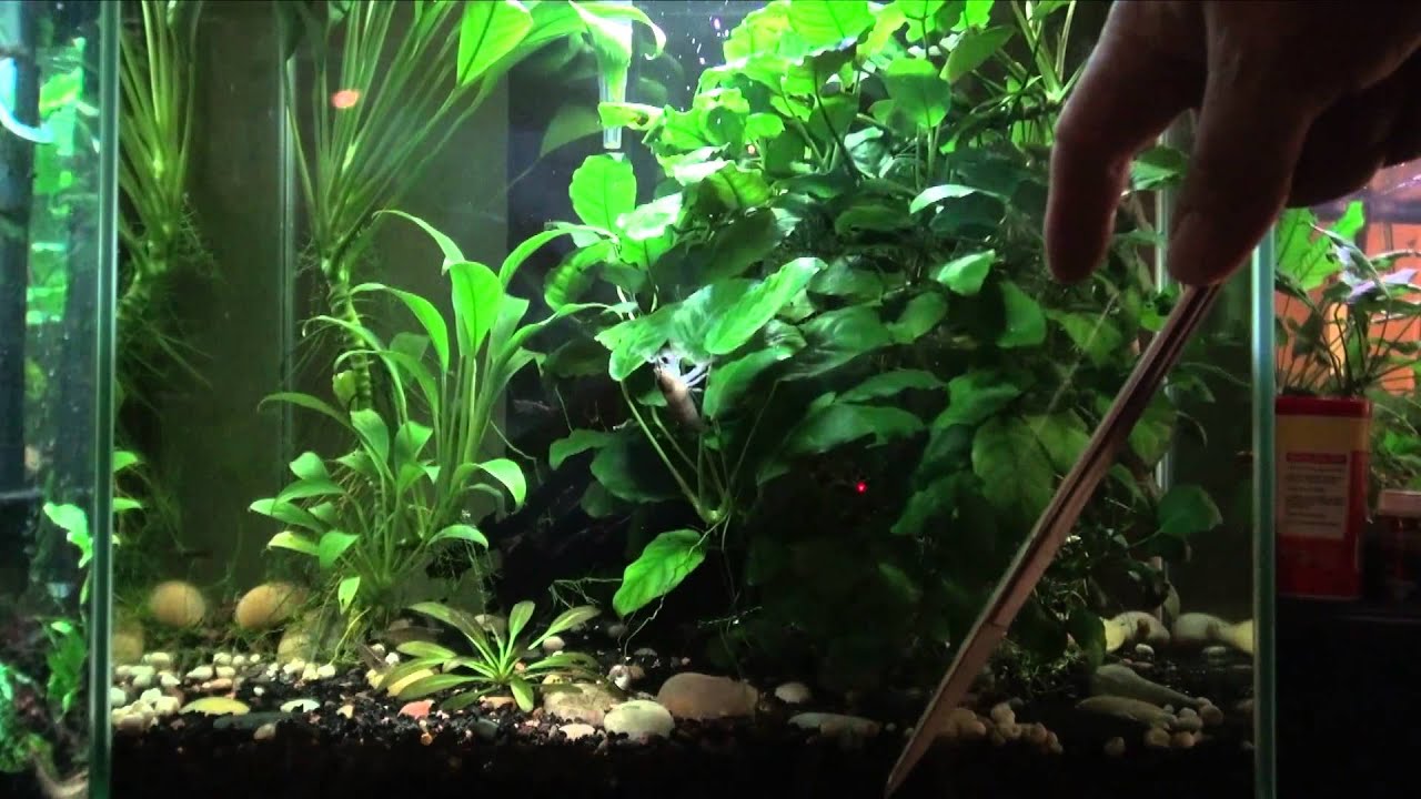 Aquarium Plants for Beginners YouTube