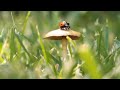 Lawn Care tips 11 min