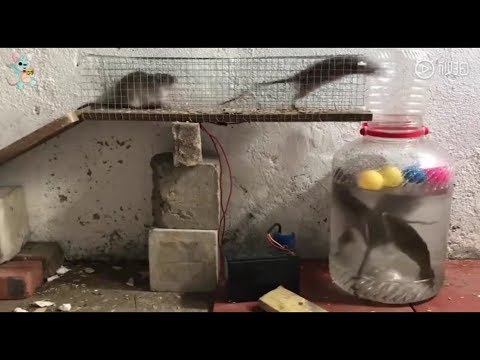Funny rat trap with unlucky fish