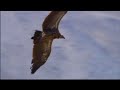 Tibetan Sky Burial