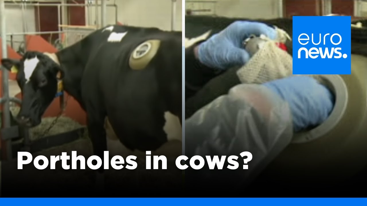 Swiss made: cows fitted with portholes in stomach to test digestion