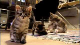 Кочепятки - курильские котятки