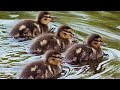 MUSICAL ANIMALS - Funny Ducks - learn - baby - sounds - entertainment - teach your child
