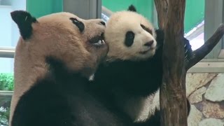 Panda falling 　パンダ　熊猫