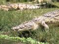 Les crocodiles du Nil_0001