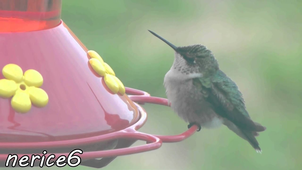 hummy bin laden my evil pet hummingbird youtube hummy bin laden my evil pet hummingbird youtube