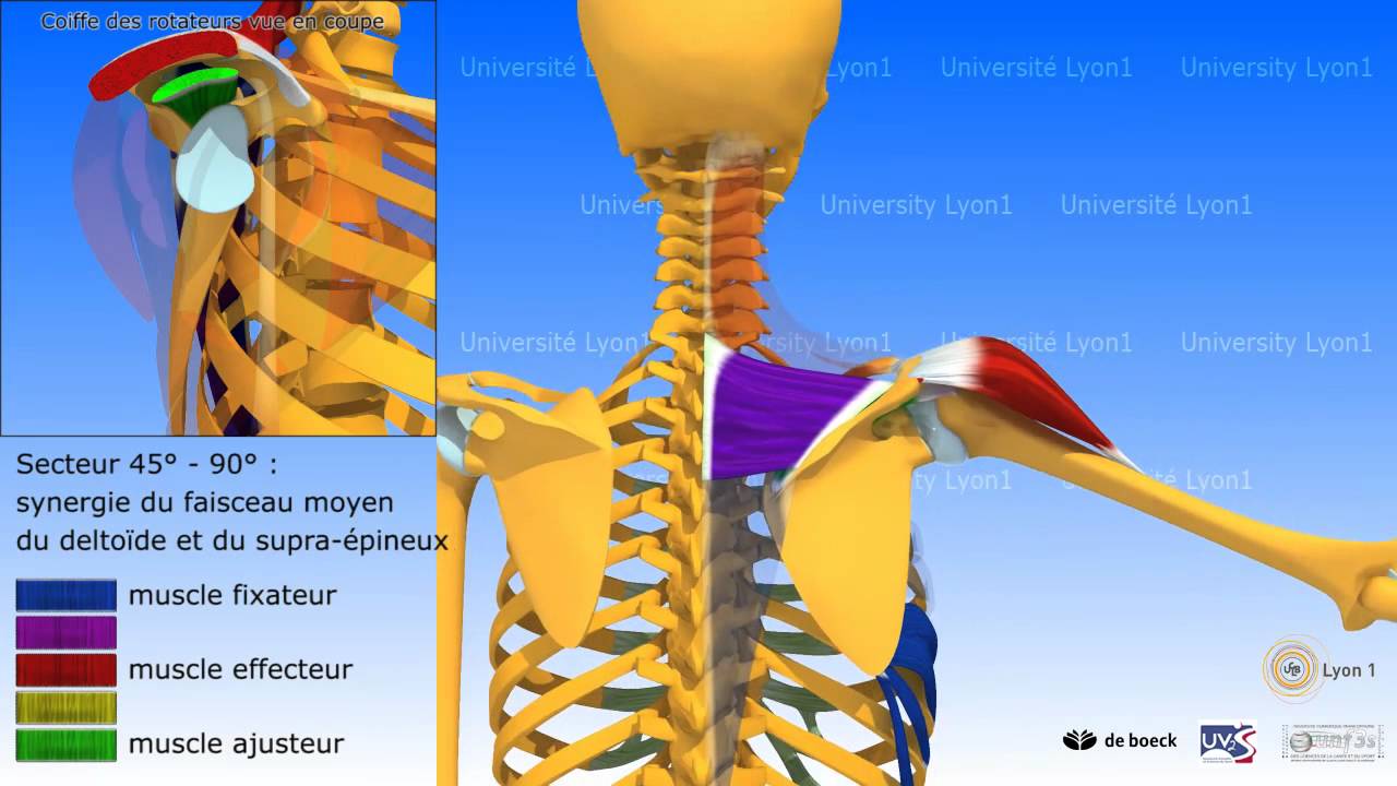 L'épaule: abduction ou élévation latérale du bras, muscles abducteurs