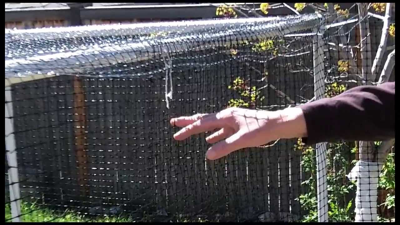 youtube squirrel catapult video