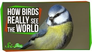 How Birds Really See the World