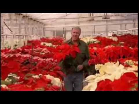 paul ecke ranch sells poinsettias america s heartland youtube paul ecke ranch sells poinsettias america s heartland youtube