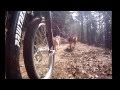 Les attelages de la roche percée-cani trottinette