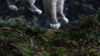 Secret Life of Cats: Slowmotion cats falling