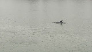 Un dauphin dans le port de Honfleur ?