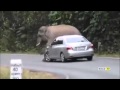 Слон крушит автомобиль