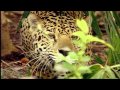 Le Pantanal la plus vaste zone humide du monde