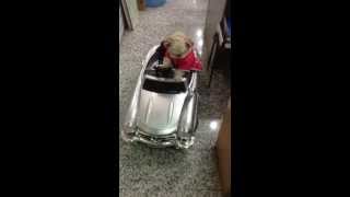 How could a dog drive so cute!!!! Oppos!! Money is driving!! 會開車的西施狗，還會轉方向盤喔！