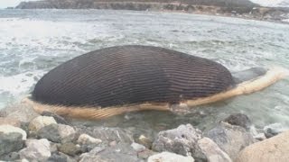 Dead whale on beach: Fears rotting whale on Canadian beach could explode