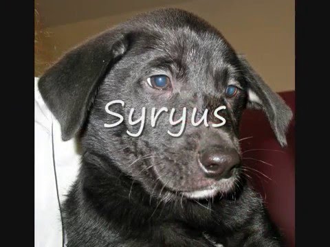 Chiots Labrador X Berger Allemand - YouTube Chiots Labrador X Berger Allemand - YouTube