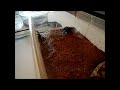 Green Bottle Blue tarantula mating comes to a violent end
