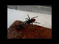 Green Bottle Blue tarantula mating comes to a violent end