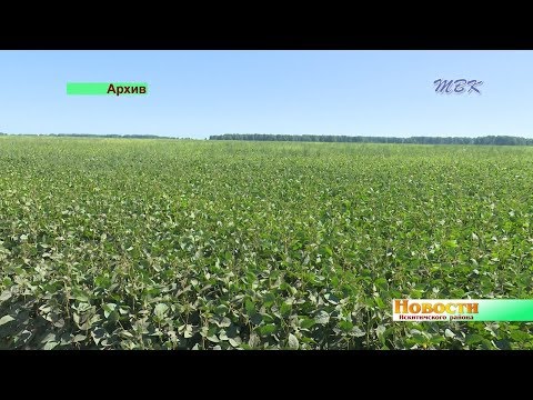 Впервые в Искитимском районе собран урожай сои