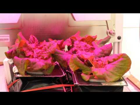 Space Station Live: Gardening in Space