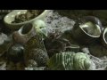 Hermit Crabs - Female Shell Change