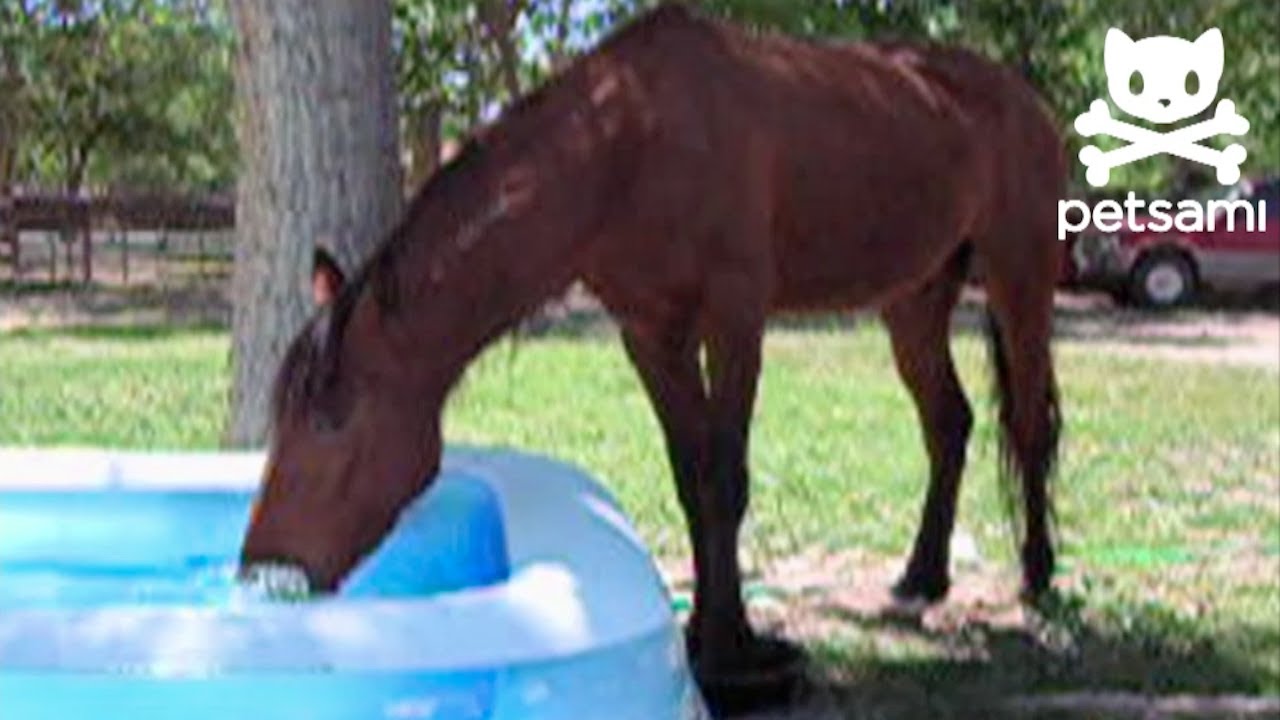 Horse splashes around in a kiddie pool - YouTube