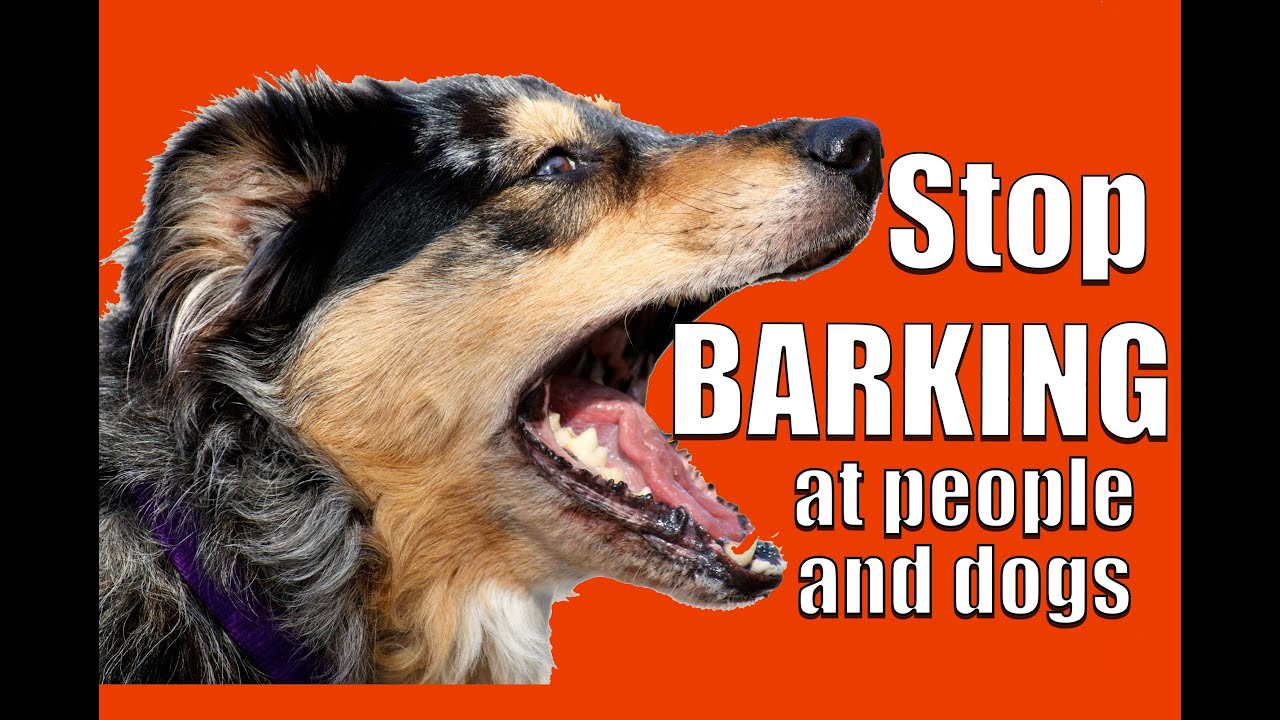 teach not to bark how to teach any not to bark at other dogs and teach not to bark how to teach any not to bark at other dogs and