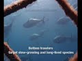 Seafloor carnage: the truth about bottom trawling