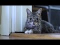 Lil Lil BUB - BUB as a Kitten.