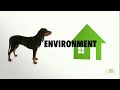 Black and Tan Coonhound | Dogs 101