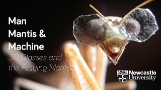 Computation Of 3D Vision In Praying Mantises