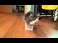 諦めないねこ。-Maru never gives up.-